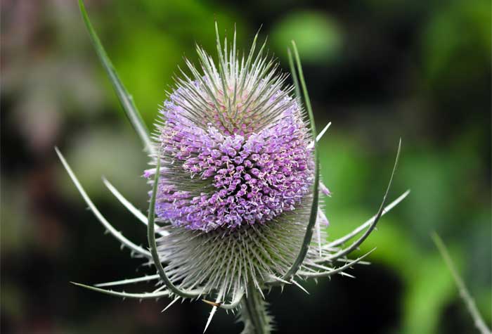 Wilde Kardenblüte