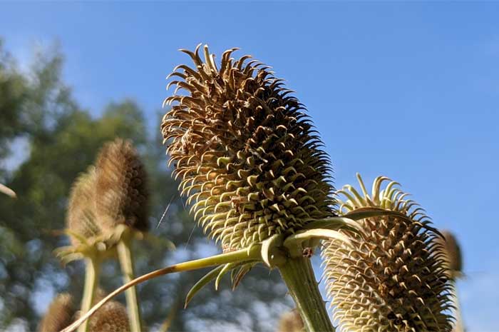 Fruchtstand der Wilden Karde