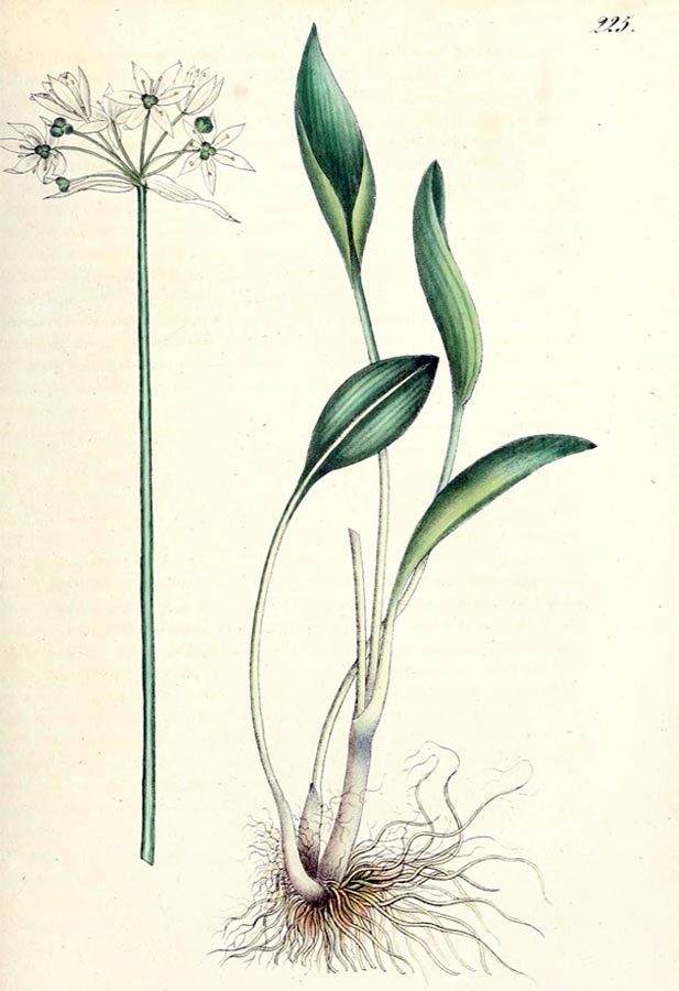Pflanzenbestandteile vom Bärlauch - zeichnerische Darstellung