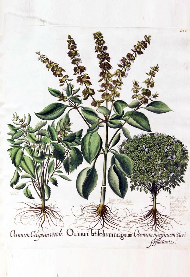 Zeichnung einer Basilikumpflanze