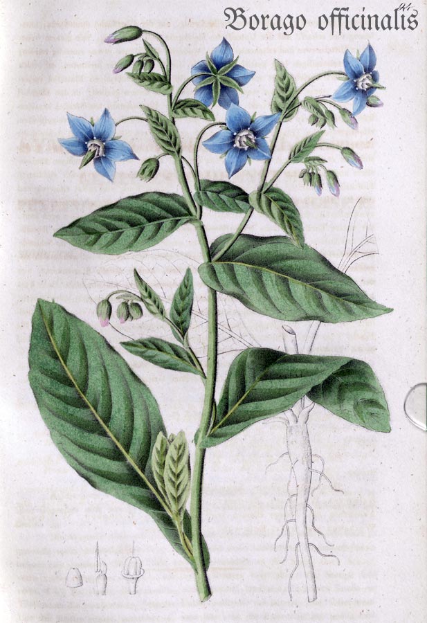 zeichnerische Darstellung einer Borretschpflanze