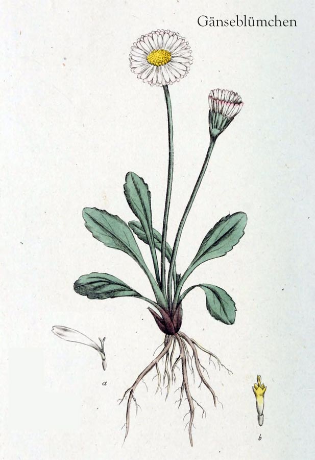 zeichnerische Darstellung einer Gänseblümchenpflanze