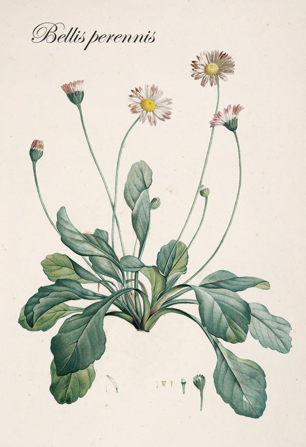 Schematische Zeichnung des Gänseblümchens