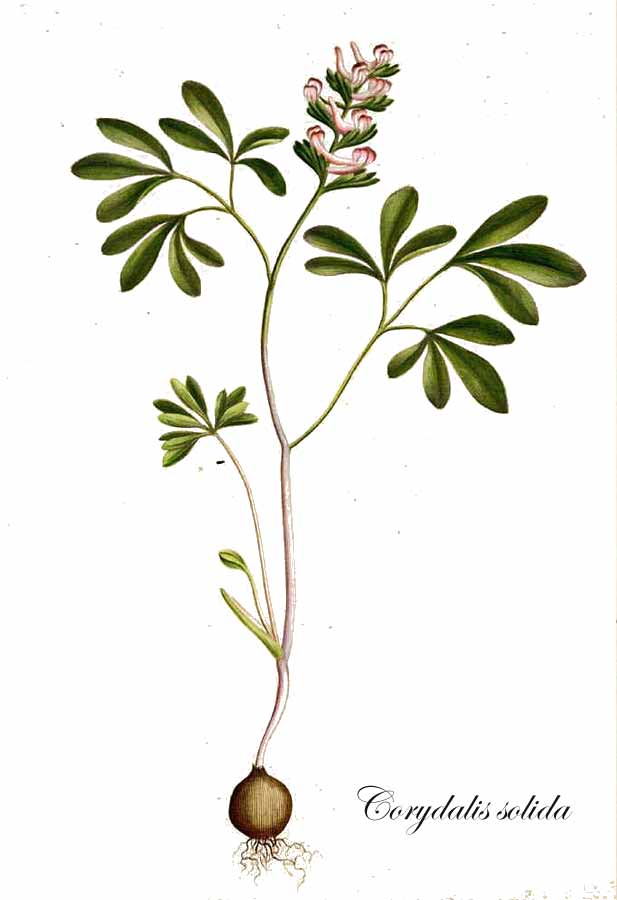 Zeichnung des Gefingerten Lerchensporns aus Flora Danica