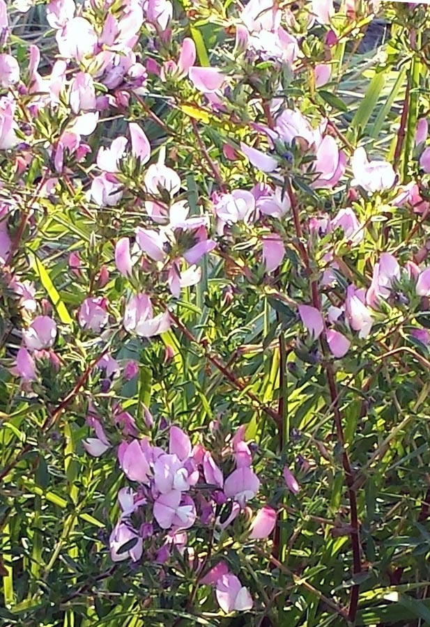 Purpurne Blüten einer Dornigen Hauhechel