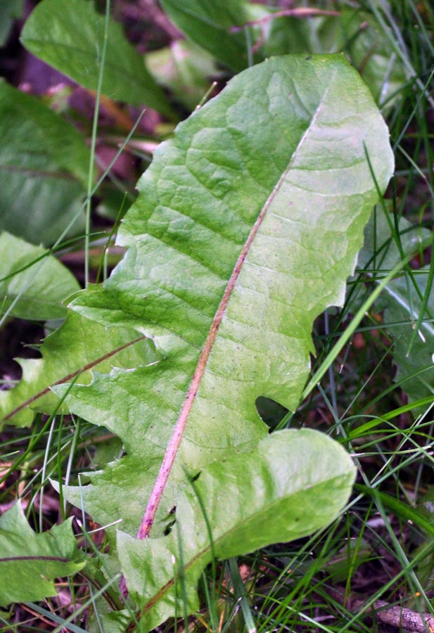 Heilkraut für Wildkräutersalat oder Tee Taraxacum officinale Löwenzahn Samen