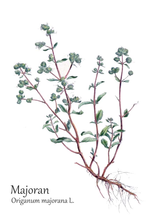 echte frische Kräuter Pflanzen im 14cm Topf Origanum majorana 10cm Höhe ca mgc24 Majoran 
