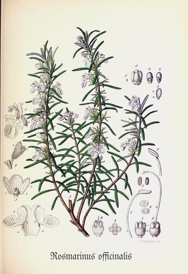 Zeichnung einer Rosmarinpflanze