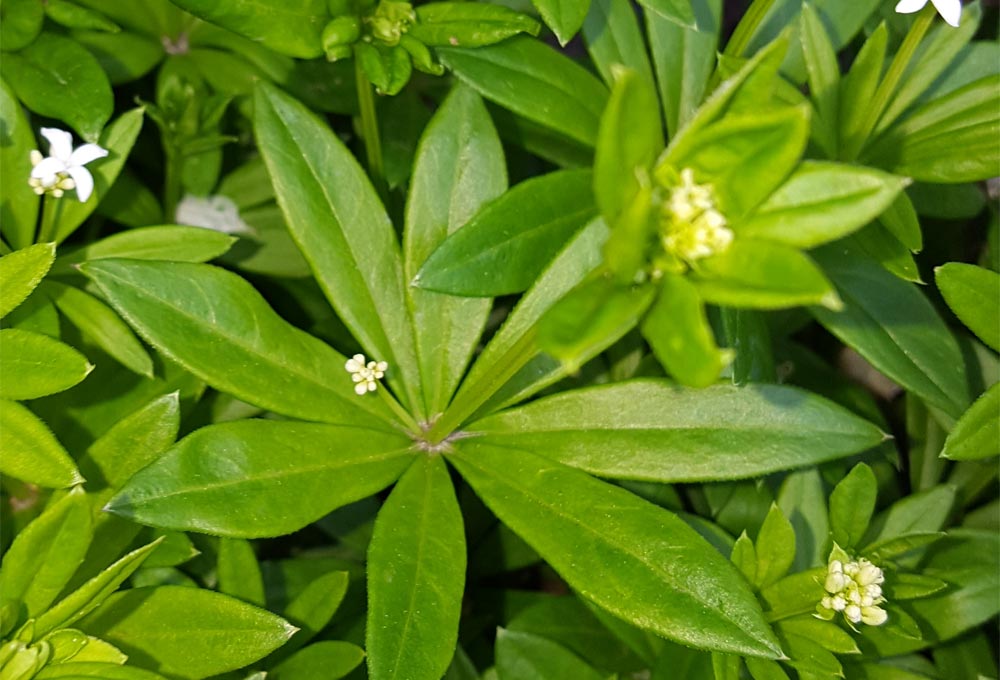 Waldmeister - bestimmen, pflanzen und verwenden