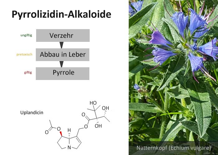 Pyrrolizidinalkaloide - Infografik