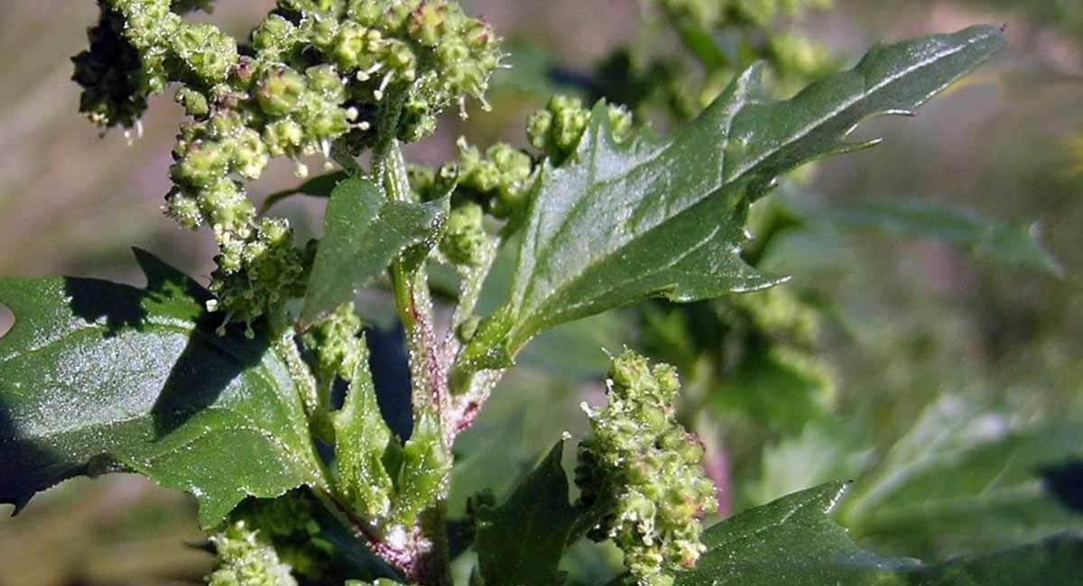 Chenopodium