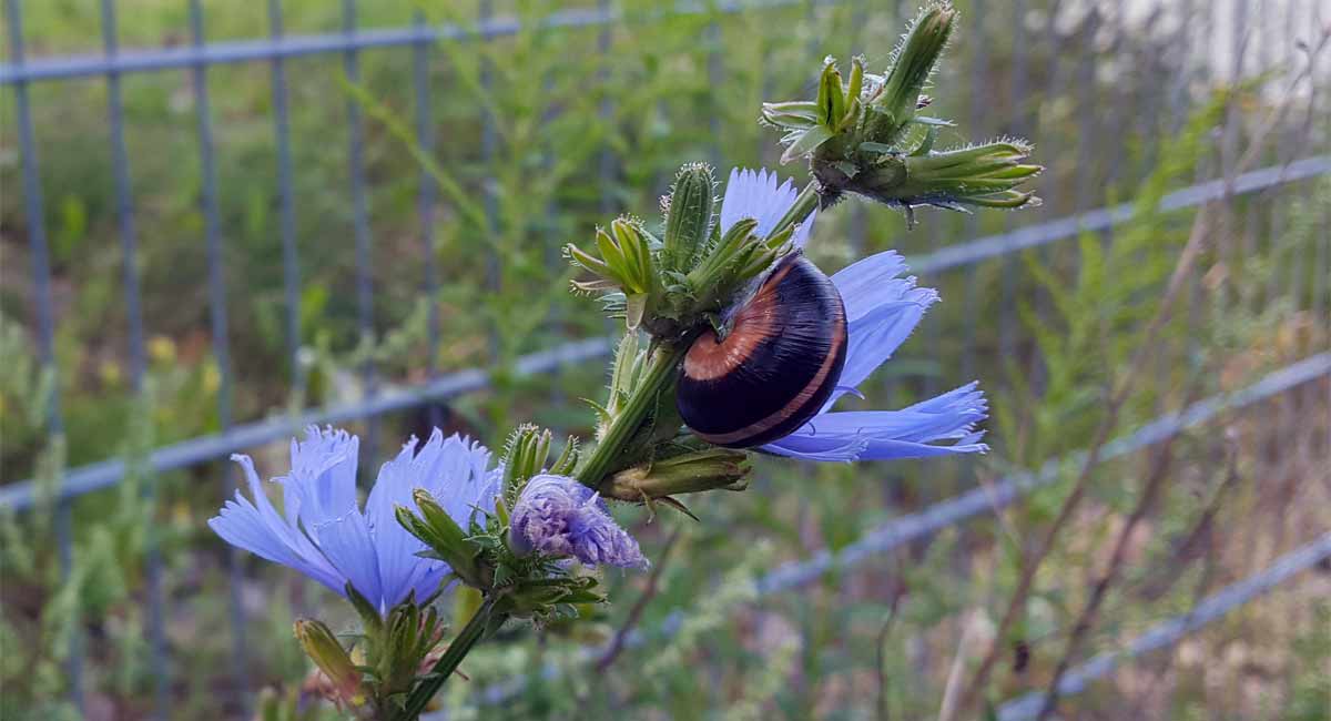 Cichorium