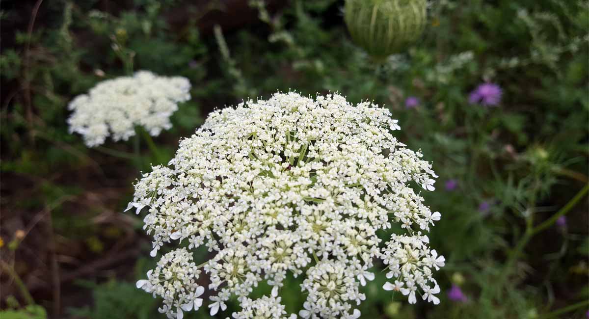 Daucus