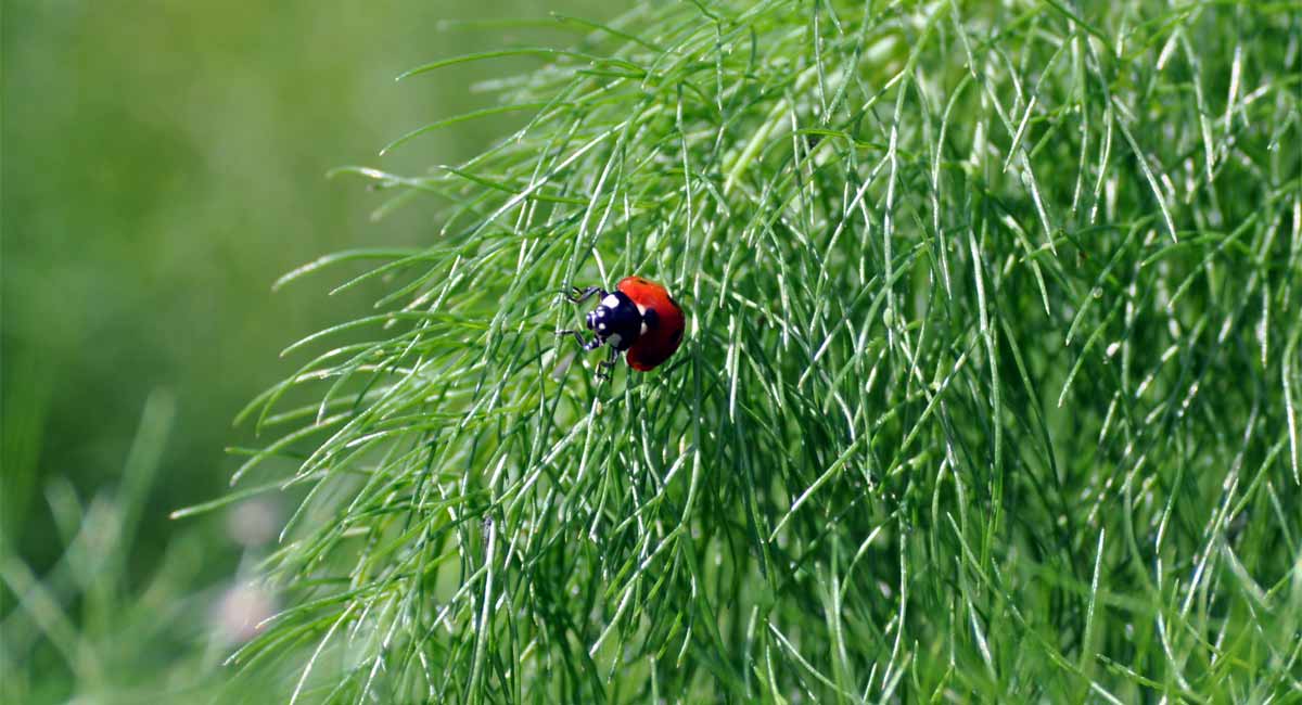 Foeniculum