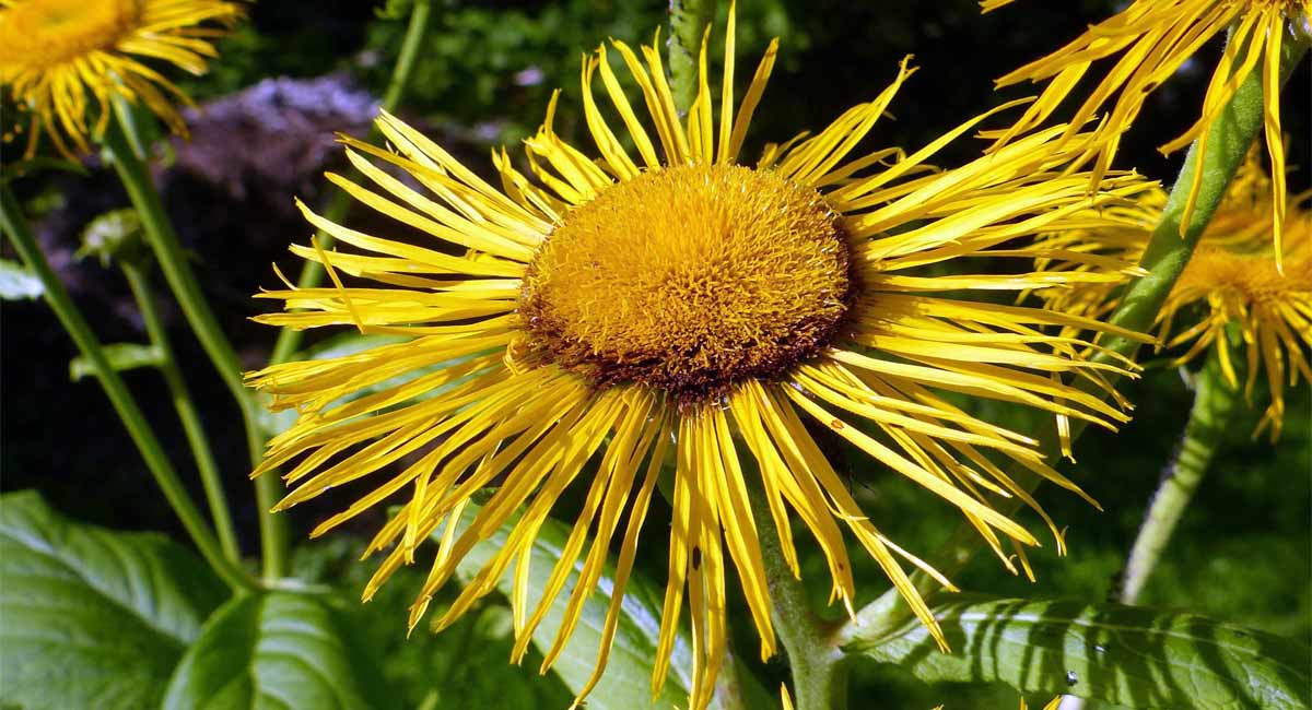 Inula