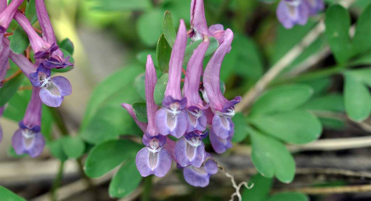 Corydalis