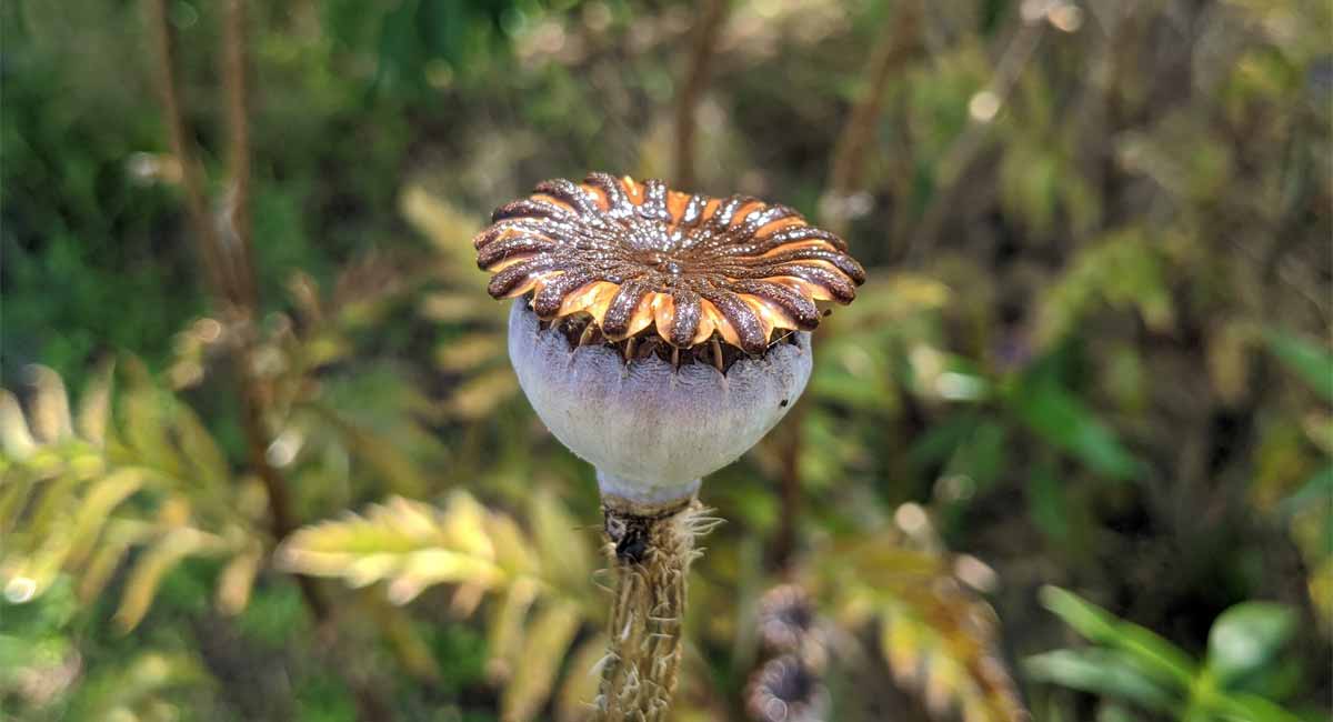 Mohngewächse