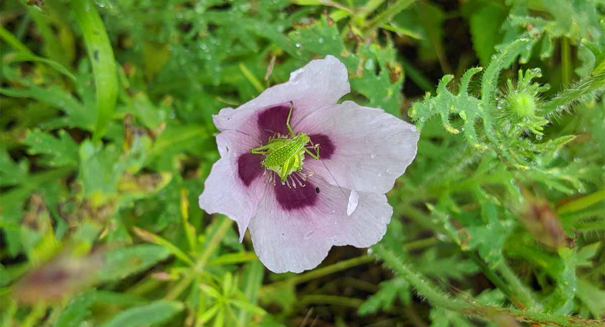 Papaver