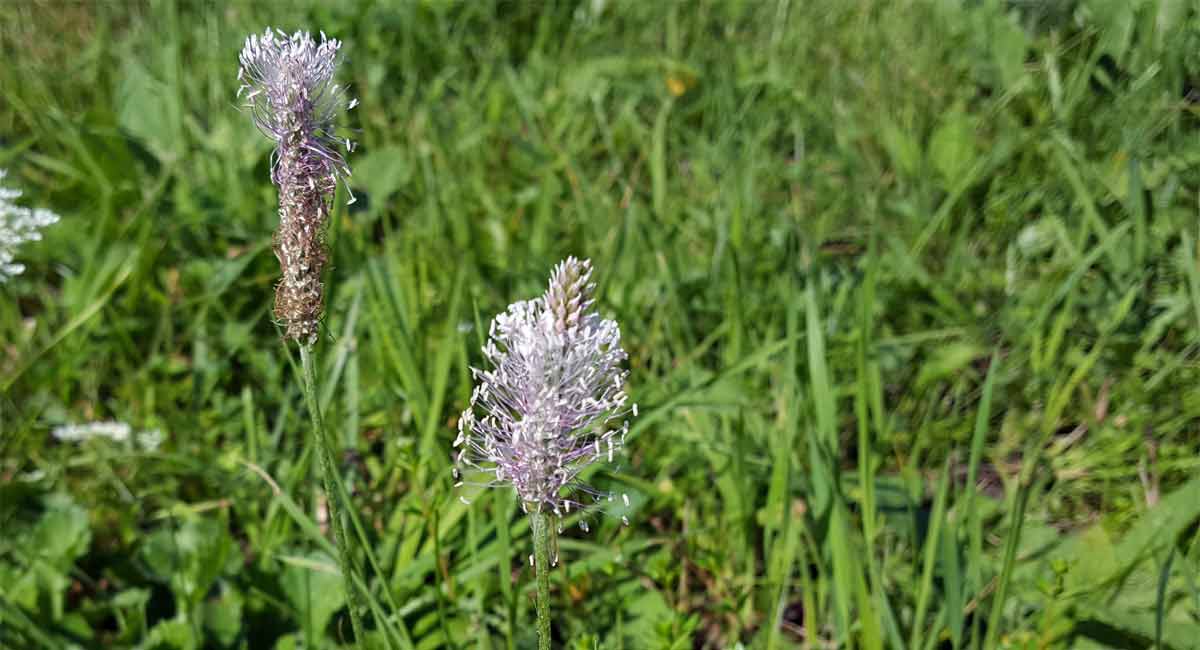 Plantago