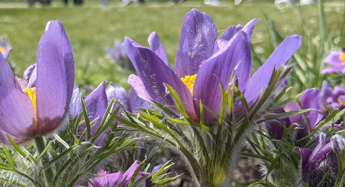 Pulsatilla