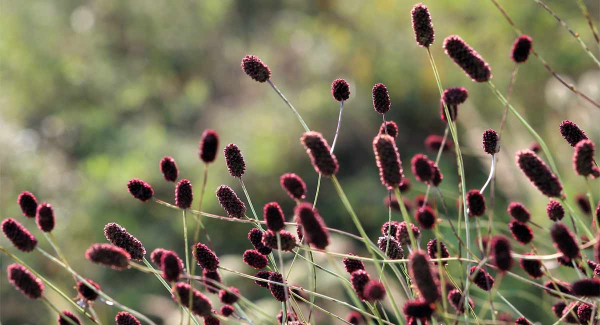 Sanguisorba