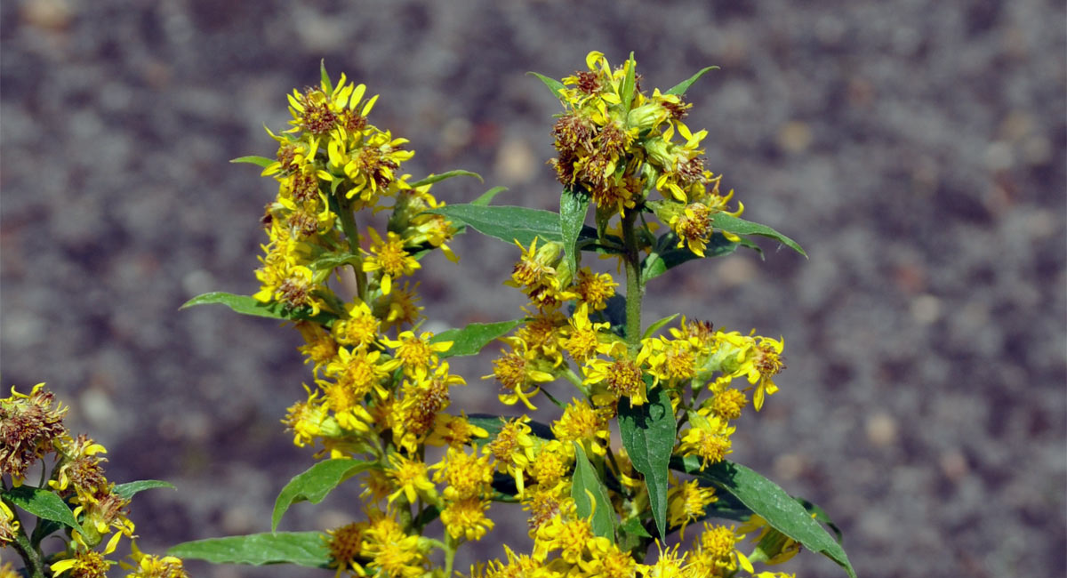 Solidago