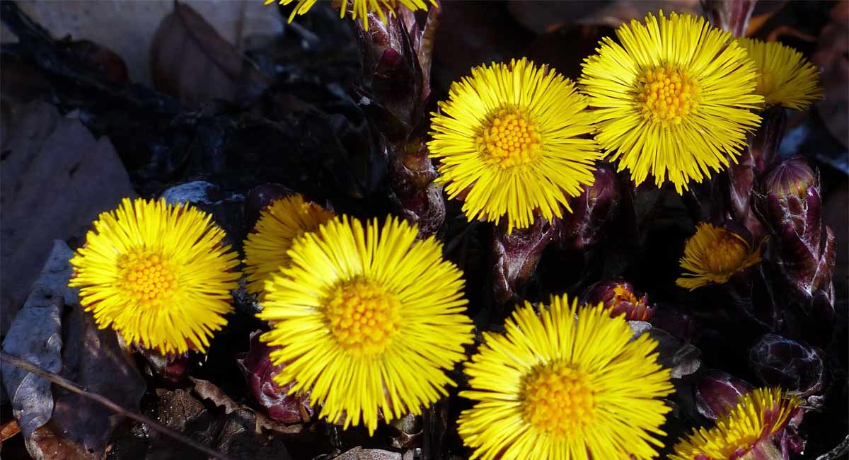 Tussilago