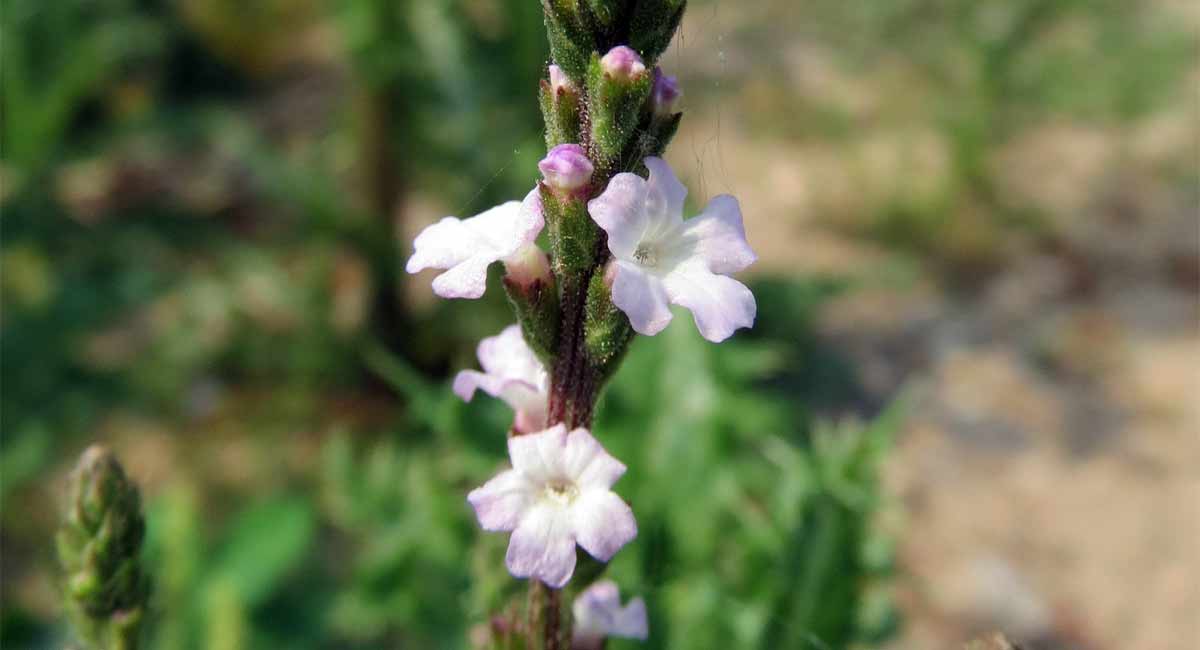 Verbena