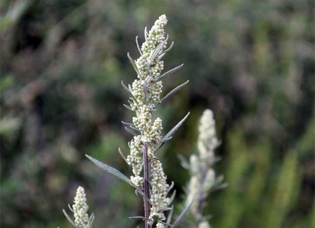 Beifuß Artemisia