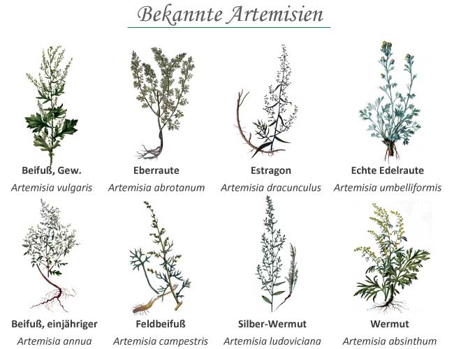 Übersicht Pflanzen Artemisia