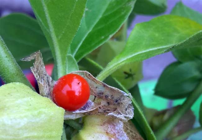 Ashwagandha gegen Erschöpfung