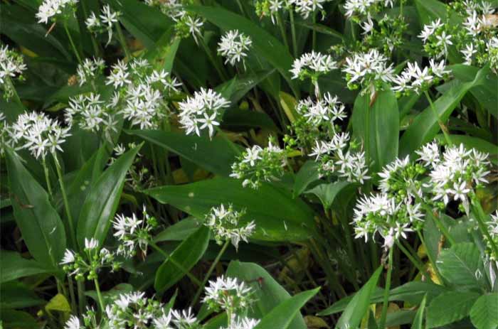 Bärlauch im Garten pflanzen und pflegen