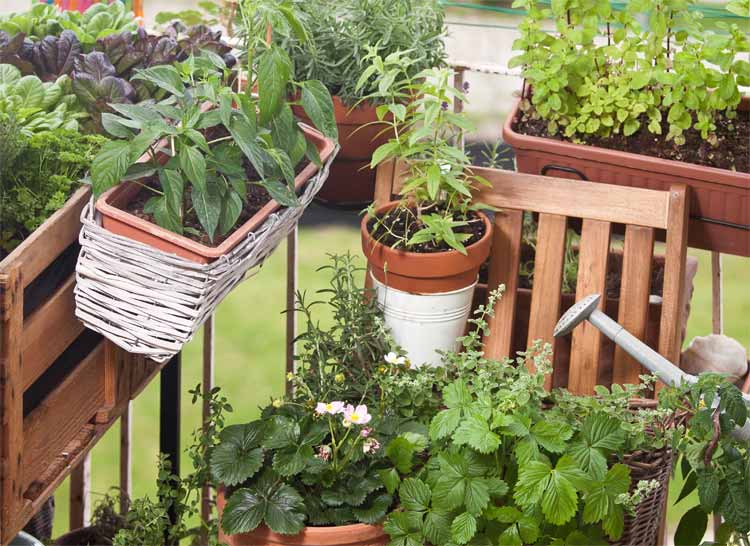 Balkon mit Küchenkräutern