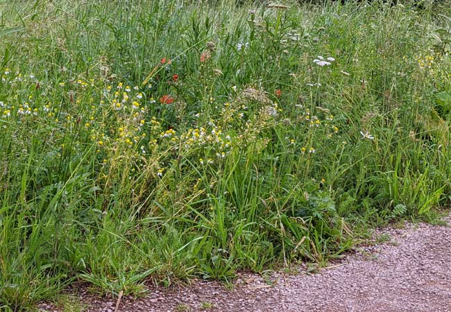 Blumen auf Wildwiese