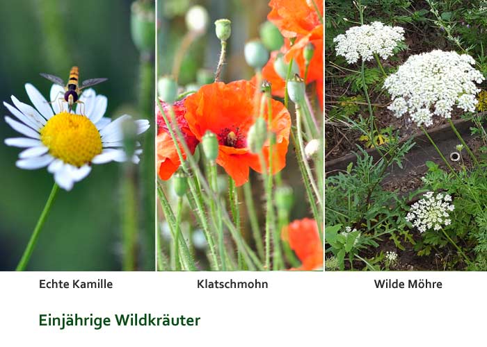 Einjährige Wildkräuter
