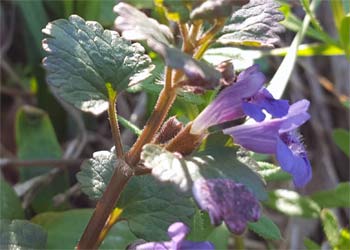 Gundermann im Frühling