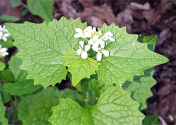 Kuhschelle im Frühling