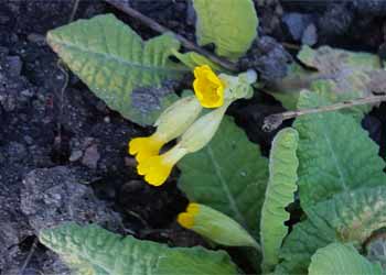 Schlüsselblume im Frühling