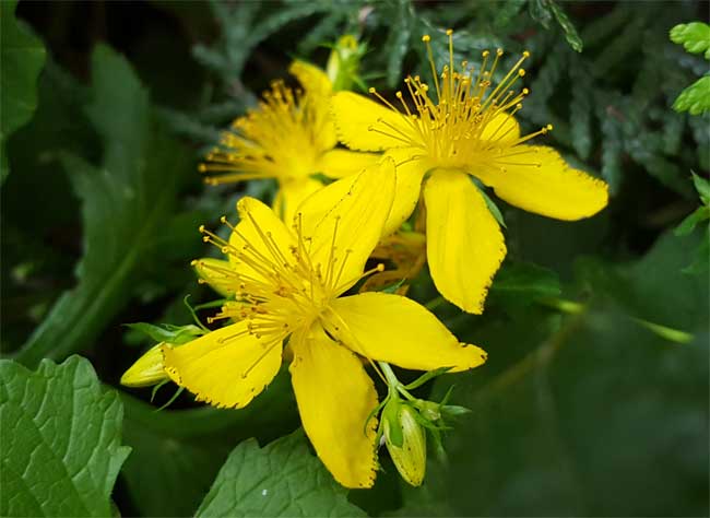 Blüten für Johanniskrautöl