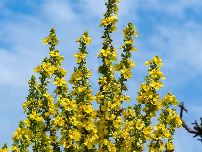 Kandelaber-Königskerze - Verbascum olympicum