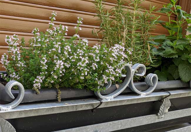 Kräuter auf der Fensterbank außen