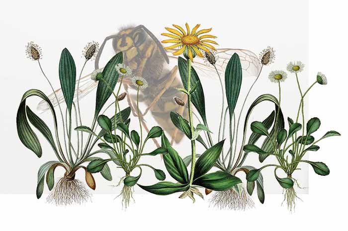 Kräuter gegen Insektenstiche - Die wichtigsten Heilpflanzen
