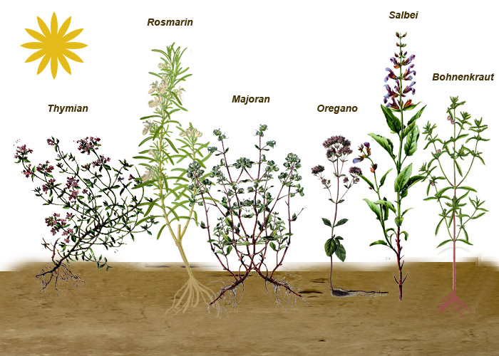 Kräuter für sonnige Standorte