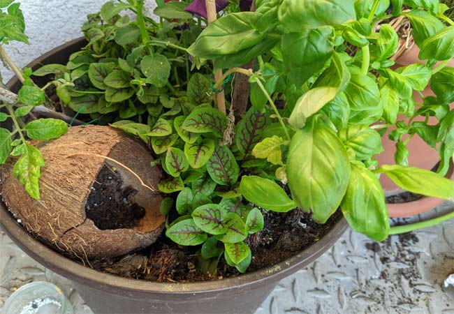 Kräutertopf auf dem Balkon