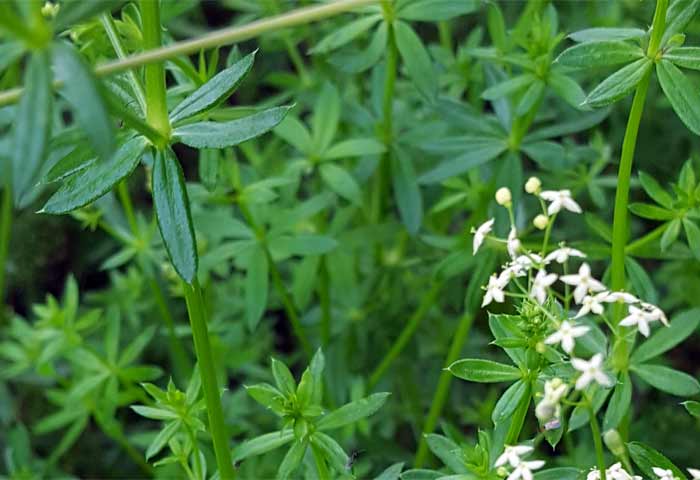 Galium aparine – Klettenlabkraut