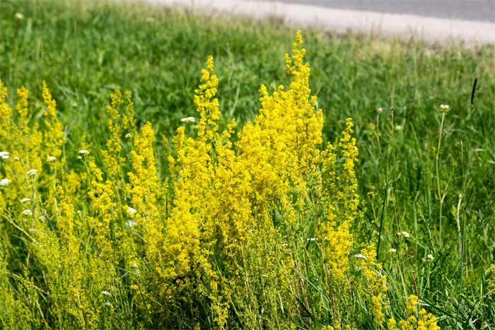 Galium verum – Echtes Labkraut