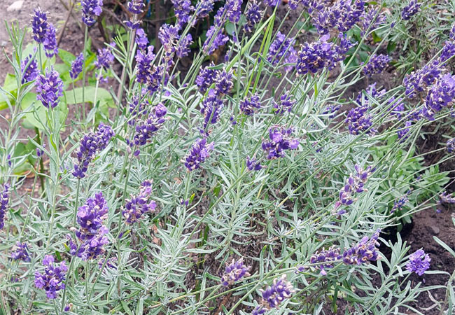 Lavendel gegen Schlafstörungen