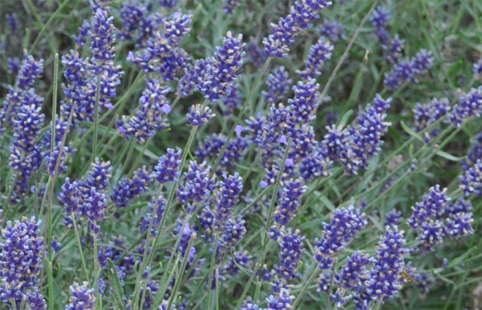Lavendel ist ein vielseitiges mediterranes Kraut