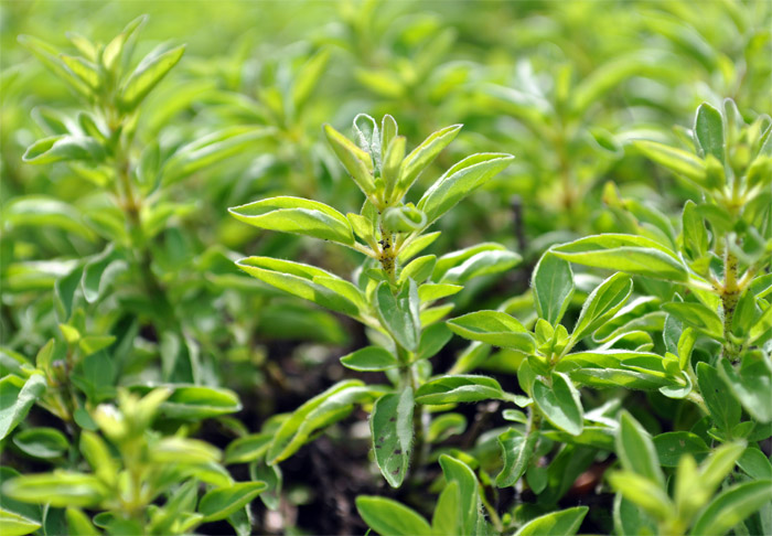 Oregano als vielseitiges Gewürzkraut