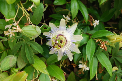 Passionsblume bei nervöser Unruhe